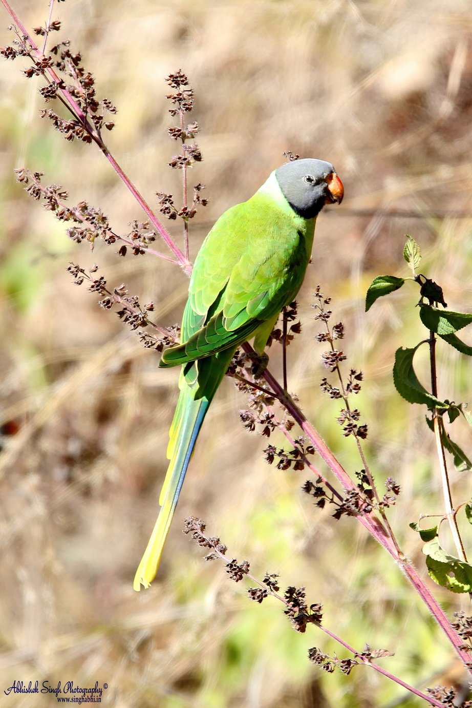 Pigeon Dove Parakeet | Birds of India
